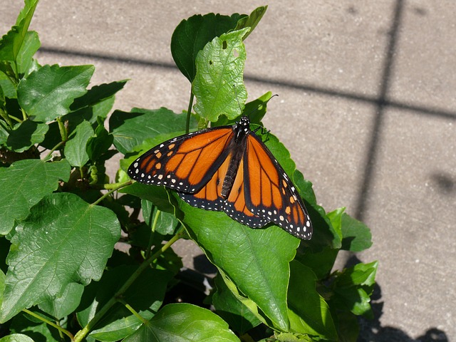 Mariposa, Flores, Naranja, Planta, Verde