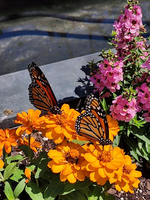 Mariposa, Flores, Naranja, Color De Rosa