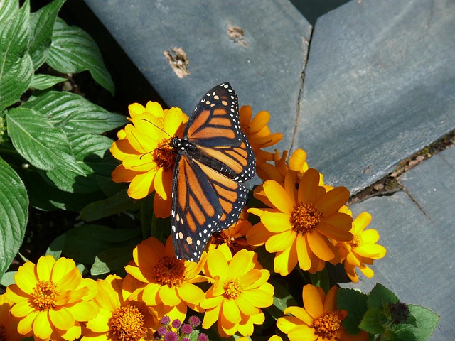 Mariposa, Naturaleza, Flores