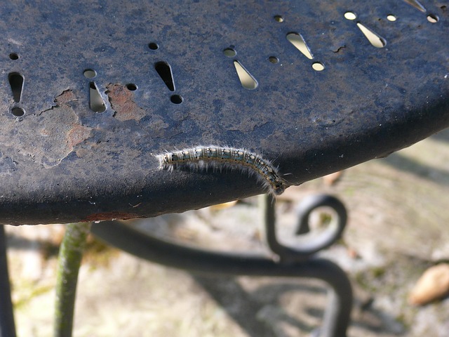 Caterpillar, Naturaleza, Mariposa, Bug