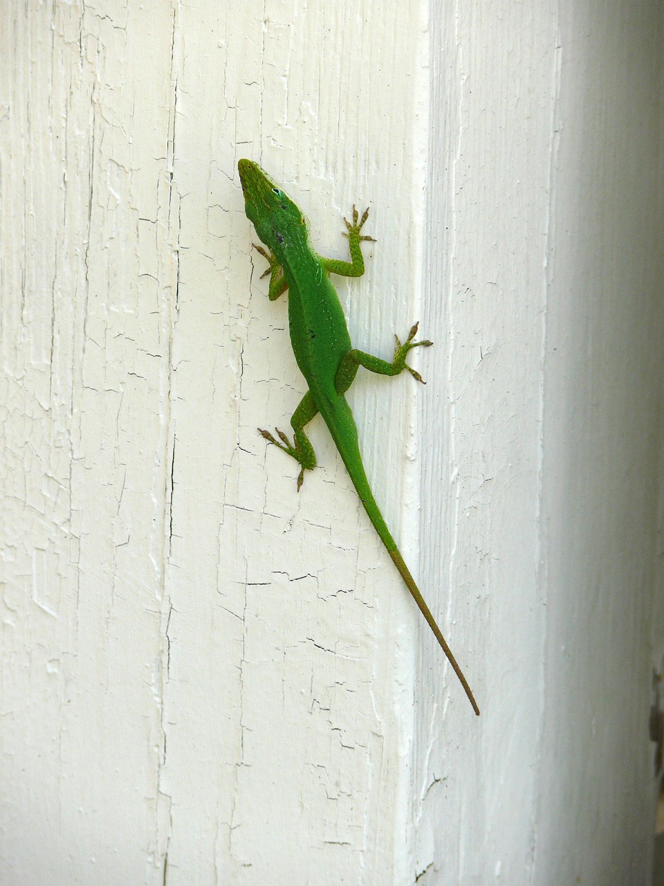 Poignée tirage rapide + poignée Vert