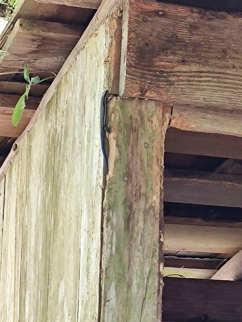Salamandra, Naturaleza, Animal, Madera