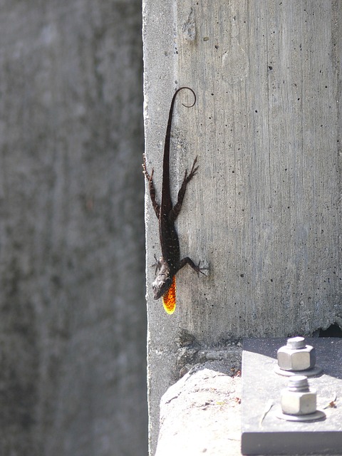 Salamandra, Cascadas, Reptiles, Lagarto