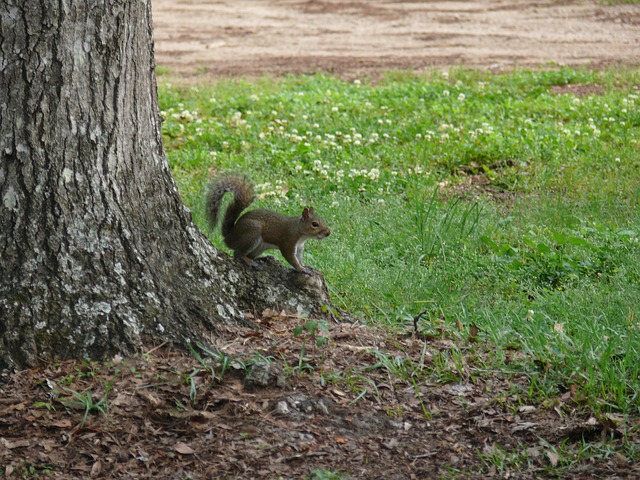 Ardilla, Naturaleza, Parque, América