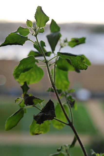 Tulasi Basil Tulsi Free photo on Pixabay Pixabay