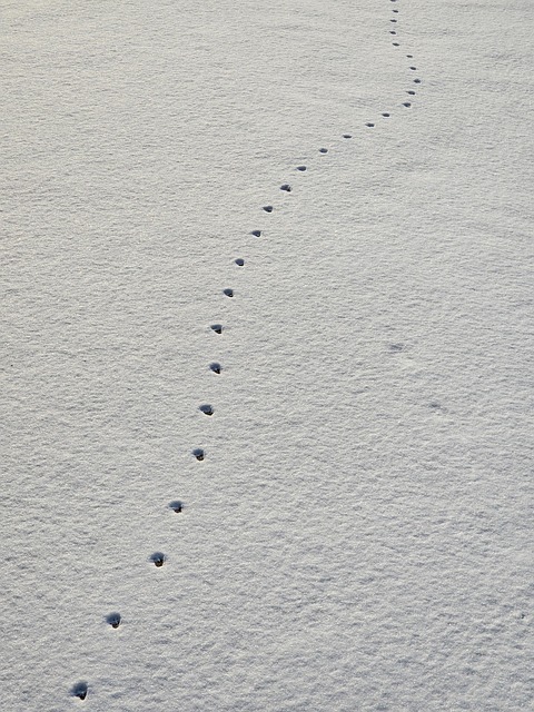 Free Snow Winter photo and picture