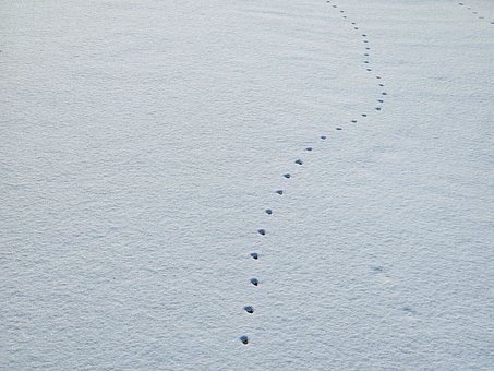Free Track Snow photo and picture