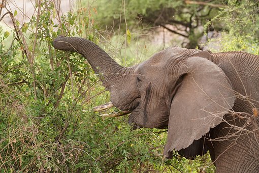 Free Elephant Africa photo and picture