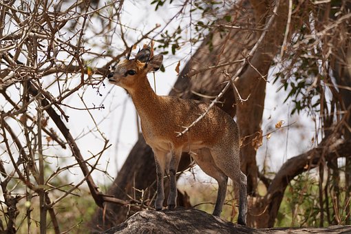 Free Dikdik Tanzania photo and picture