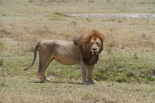 Free Lion Tanzania photo and picture