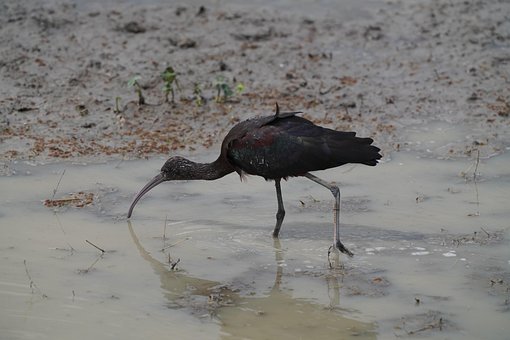 Free Ibis Nature photo and picture