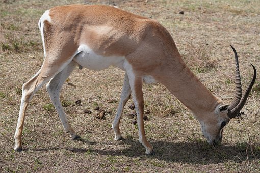 Free Gazelle Africa photo and picture