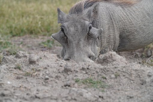 Free Warthog Africa photo and picture