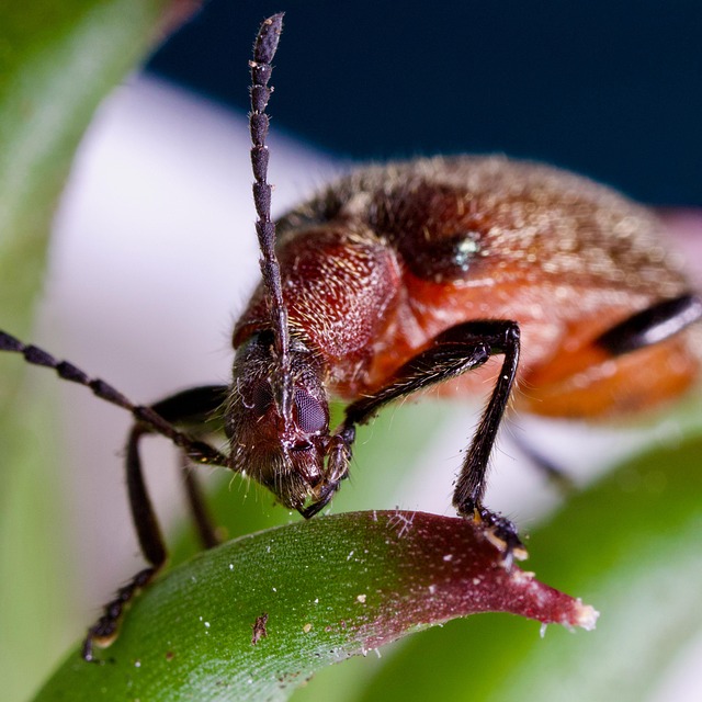 Free Honeybrown Beetle Beetle photo and picture