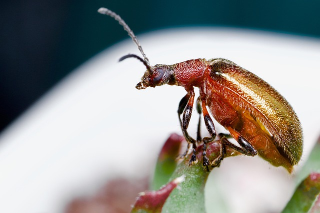 Honigbrauner Käfer, Käfer, Insekt, Natur