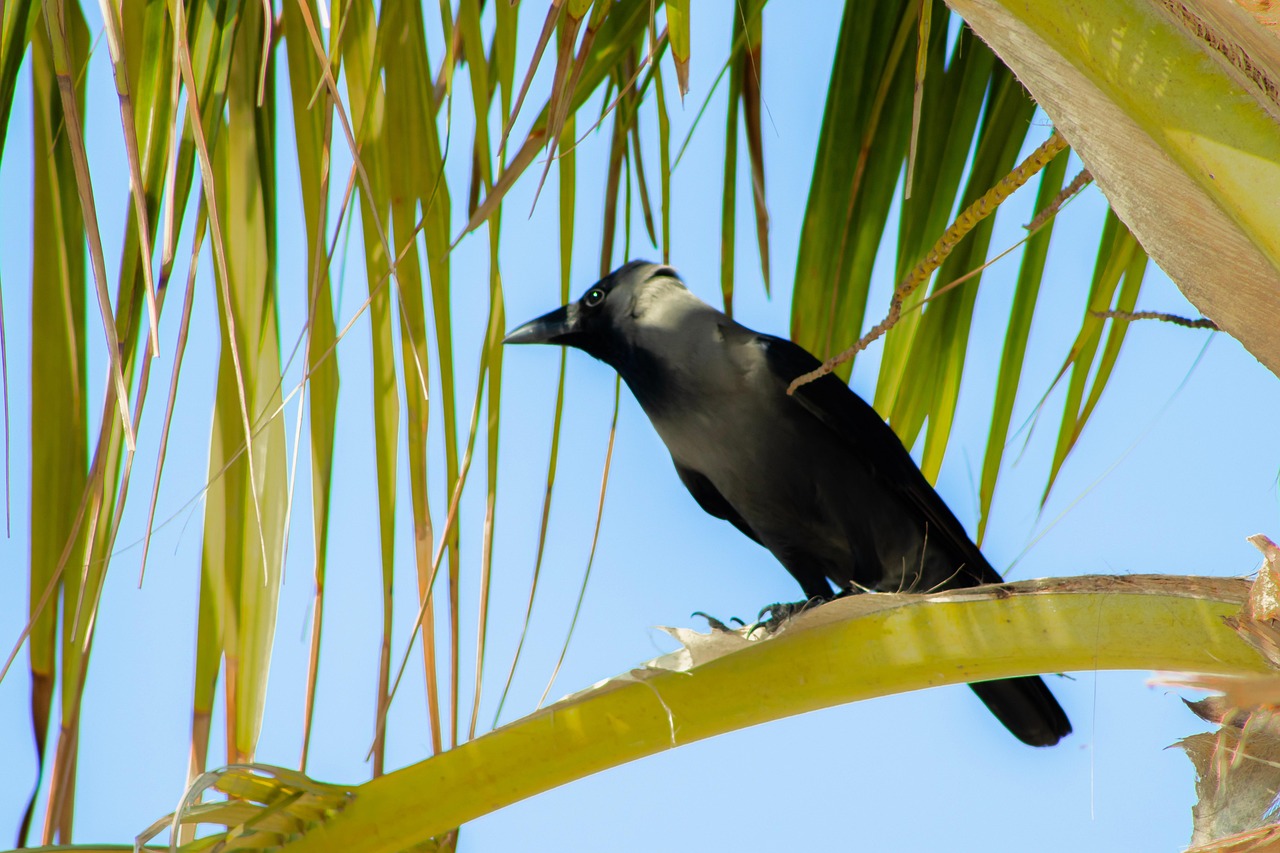Dubai Beach Nature Free photo on