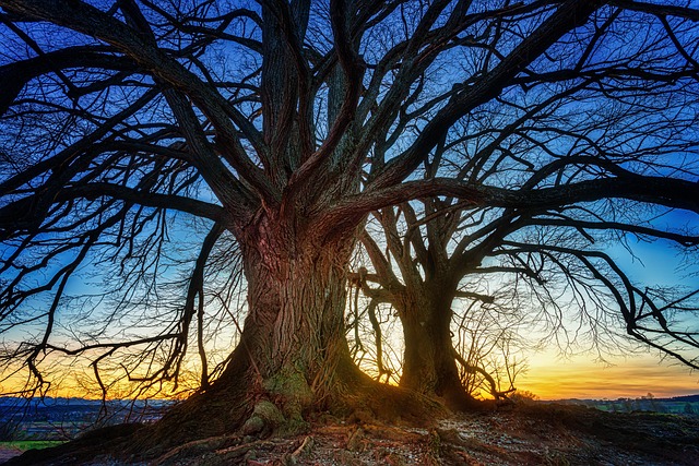Free Trees Nature Wallpaper photo and picture