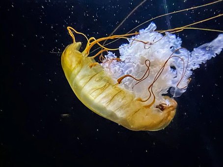 Free Jellyfish Ocean photo and picture