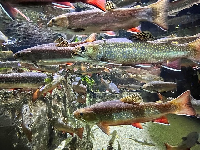 Free Aquarium Fish photo and picture