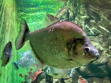 Free Fish Aquarium photo and picture