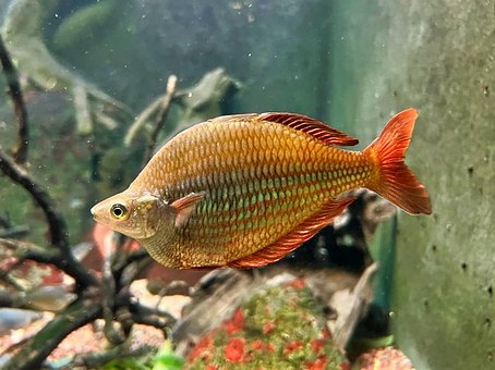 Free Fish Aquarium photo and picture