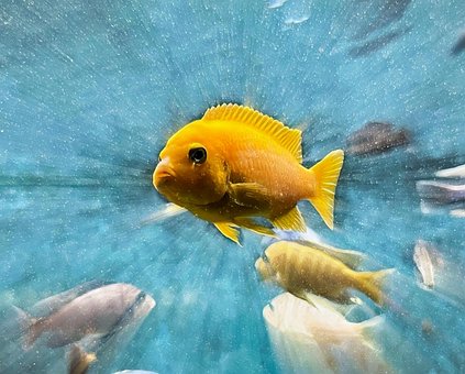 Free Fish Aquarium photo and picture
