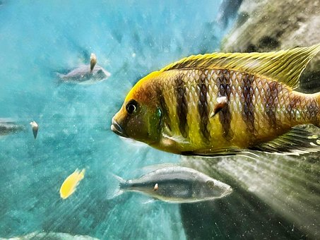 Free Fish Nature photo and picture