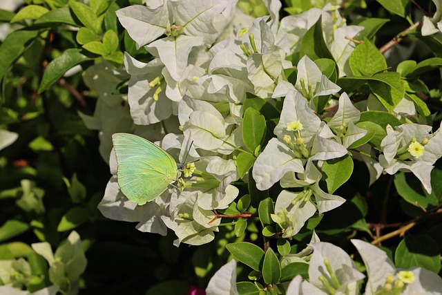 Vlinder, Bloem, Boom, Groente, Wit, Tuin