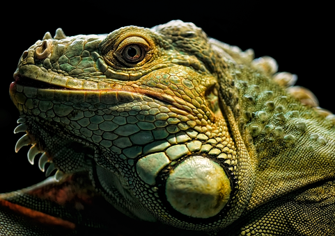 Free Iguana Green Iguana photo and picture