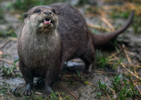 Free Otter Mammal photo and picture
