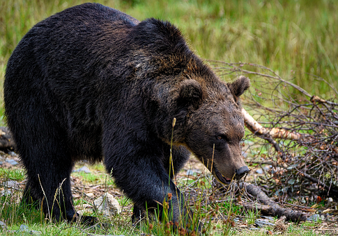 Free Bear Brown Bear photo and picture