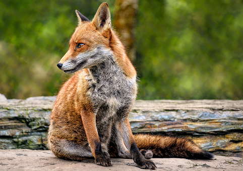Free Fox Red Fox photo and picture