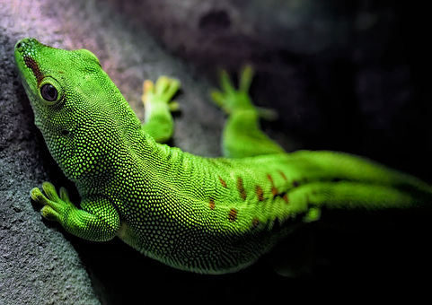 Free Gecko Madagascar Day Gecko photo and picture
