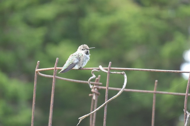 Free Hummingbird Bird photo and picture