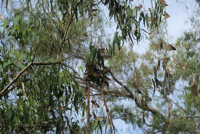 Free Monarchs Monarch Butterfly photo and picture