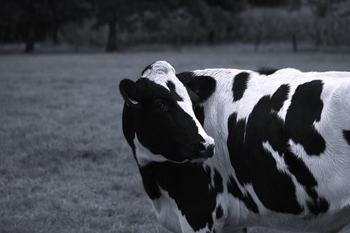 Kuh, Säugetier, Das Vieh, Tier, Natur
