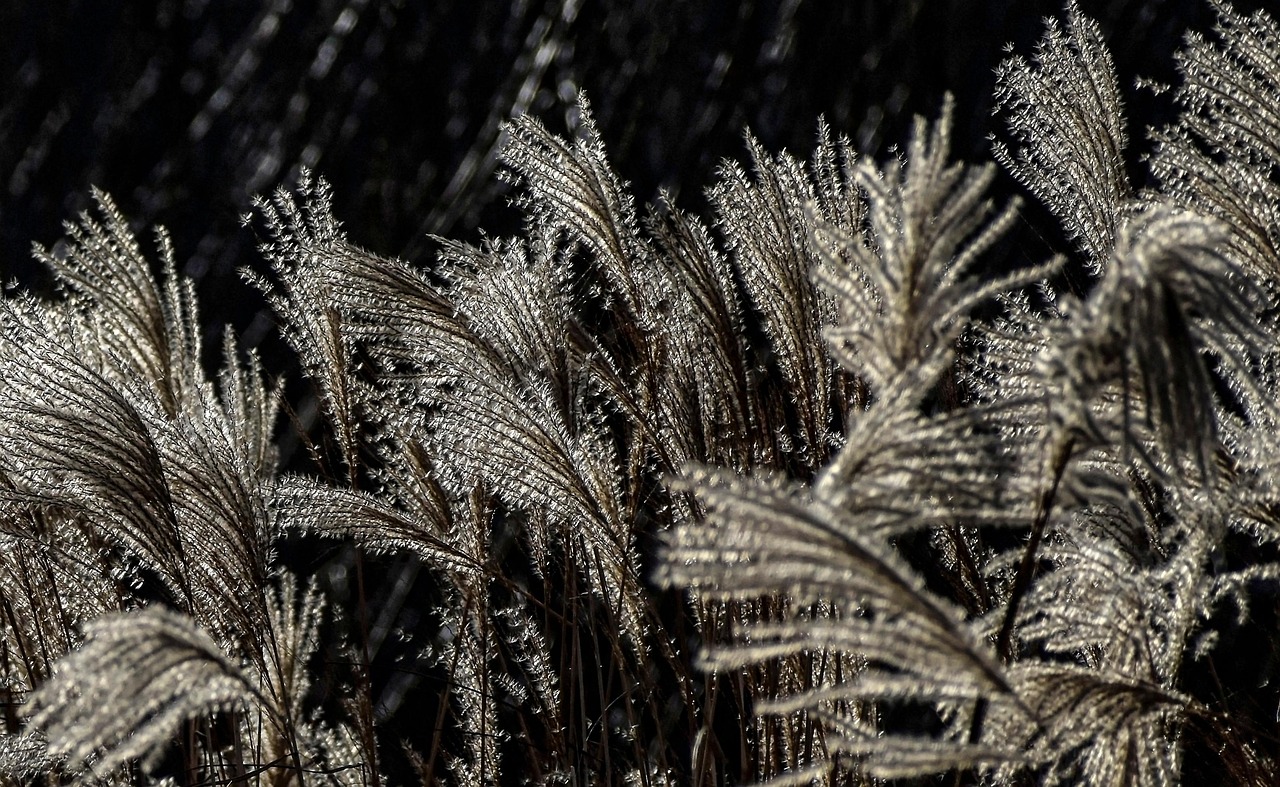 Reeds - free online jigsaw puzzle photo