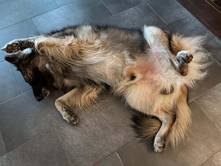Free Dog Animal photo and picture