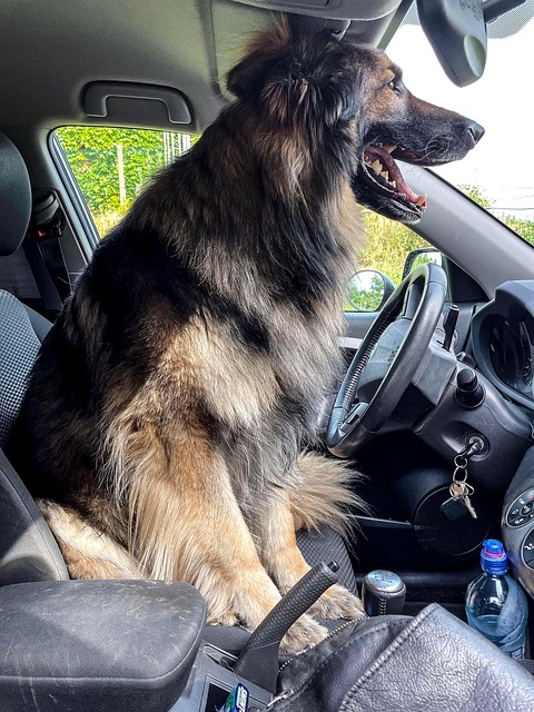 Free Dog Car photo and picture