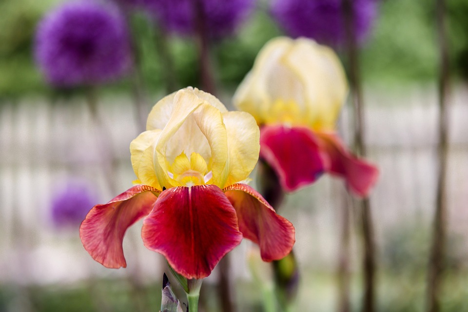 Flowers Petals Iris Sibirica Free photo on Pixabay Pixabay