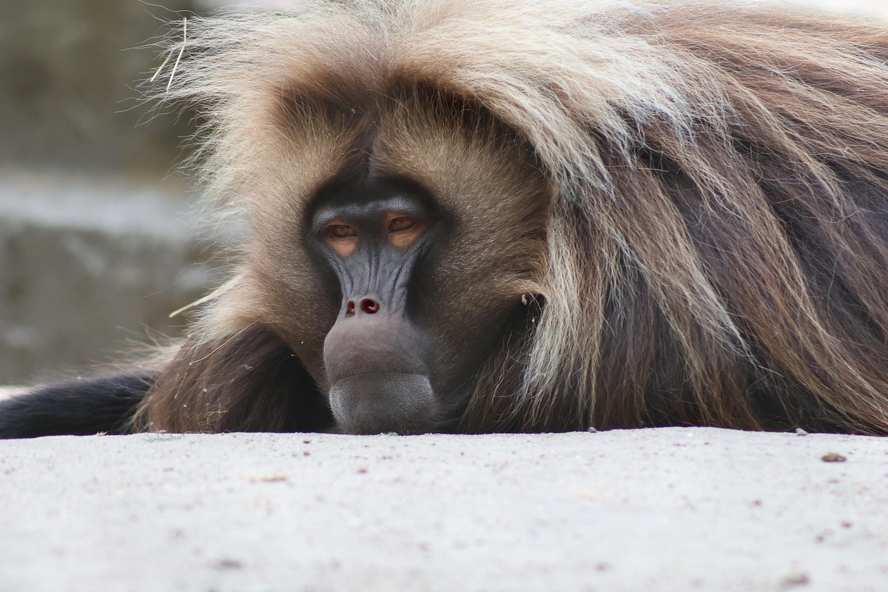 Monkey Primate Ape Free photo on Pixabay Pixabay