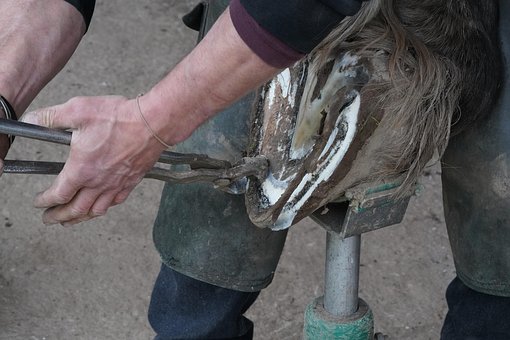 Paard, Huf, Hoefsmid, Hoefverzorging