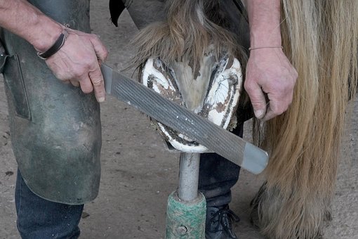 Paard, Huf, Hoefsmid, Hoefverzorging