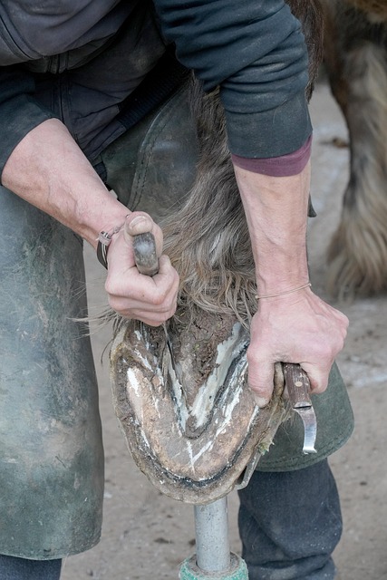 Paard, Huf, Hoefsmid, Hoefverzorging