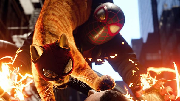 Free Spider Man Cat photo and picture