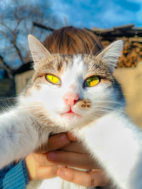 Gato, Gatinho, Natureza, Animal, Animais