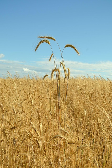 Weizen, Körner, Ähren, Brot, Himmel