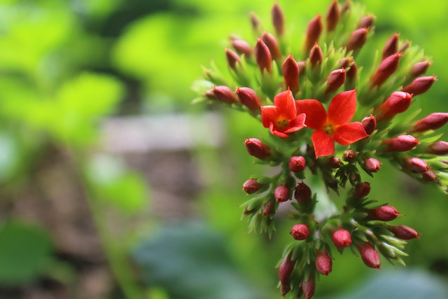 Free Flowers Nature photo and picture