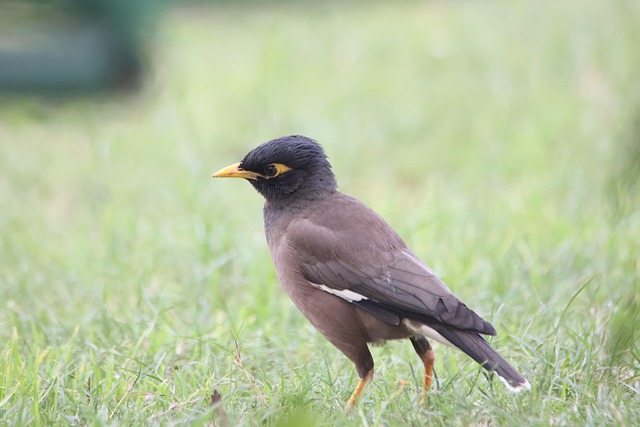 นก, Myna ทั่วไป, ขุนทอง, จะงอยปาก, ขนนก