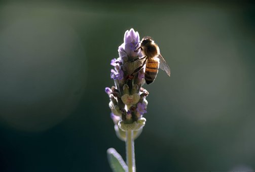 Bi, Honning, Insekt, Natur, Bestøvning